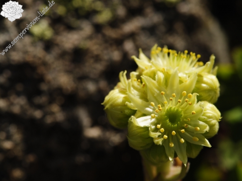 ekimii from Küçükdeniz Gölü NW
