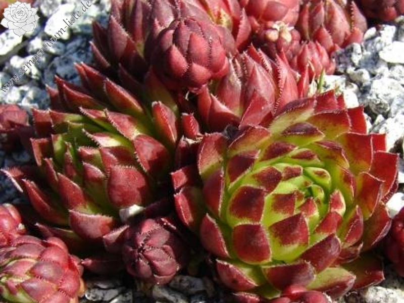 globiferum ssp. hirtum from Falere