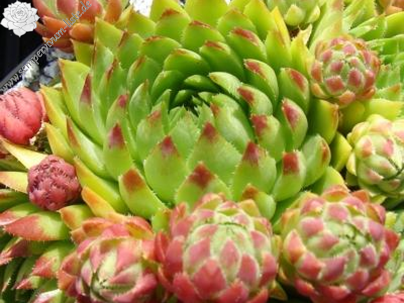 globiferum ssp. hirtum from Falere