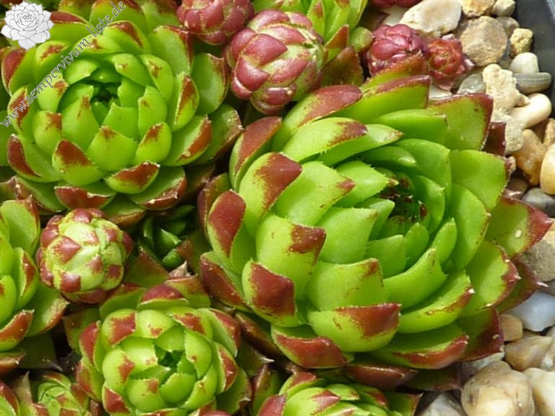 globiferum ssp. hirtum from Falere