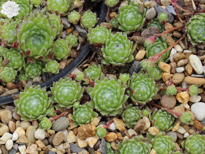 fauconnetii (x angustifolium)