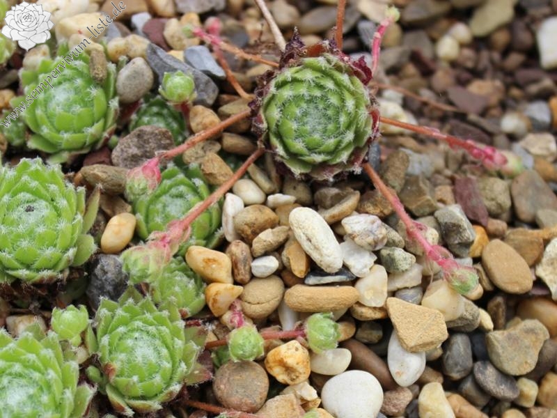 fauconnetii (x angustifolium)