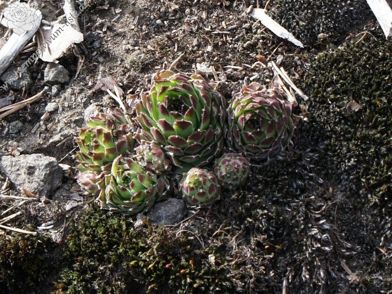 fauconnetii from Villnösstal (bei St. Jakob)