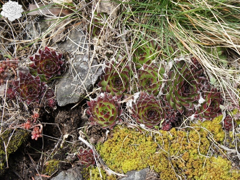 fauconnetii from Villnösstal (bei St. Jakob)
