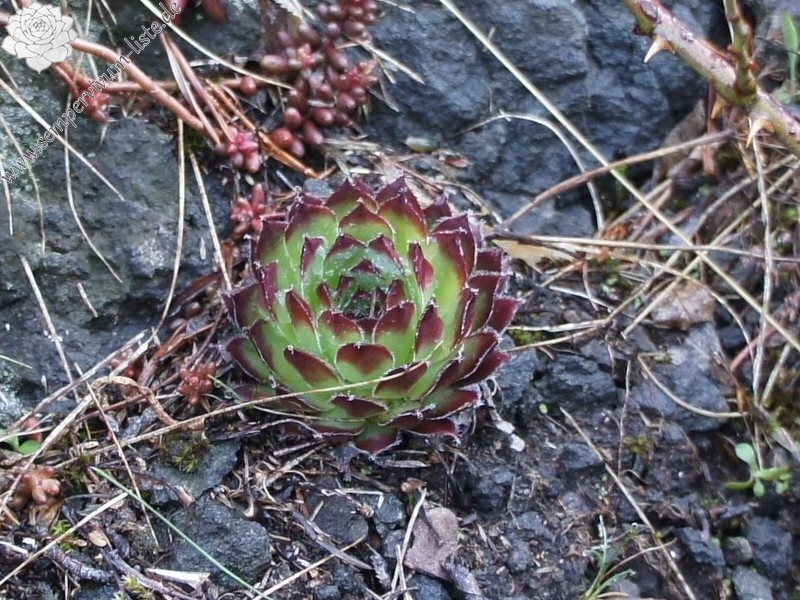 fauconnetii from Villnösstal (bei St. Jakob)