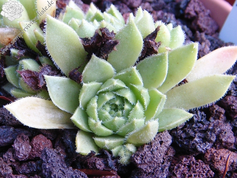 feigeanum from road Zeytinlik to Artvin