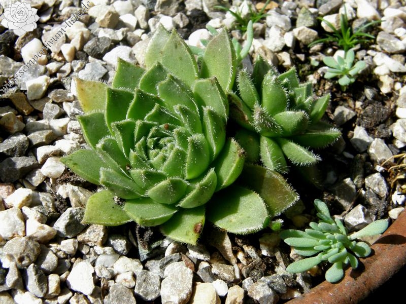 feigeanum from road Zeytinlik to Artvin