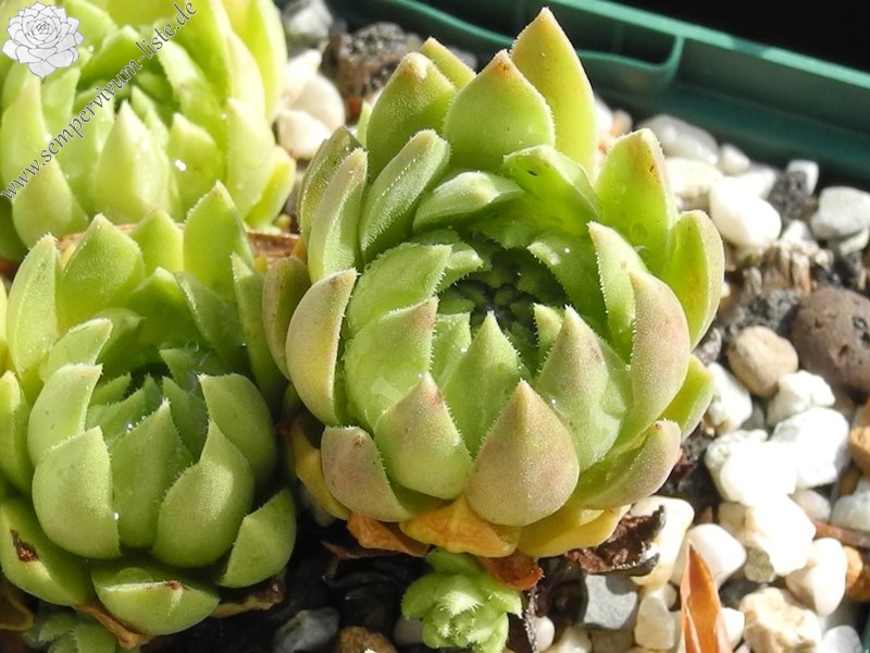 feigeanum (cf.) from Rize (PH1292)