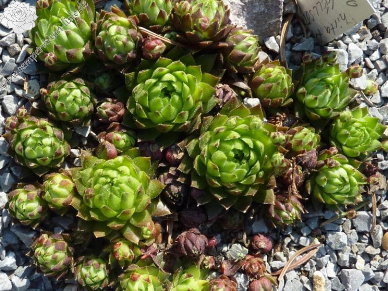 globiferum ssp. hirtum from Felsőtárkány