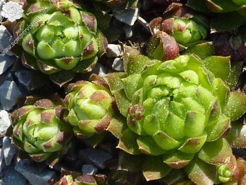 globiferum ssp. hirtum from Felsőtárkány
