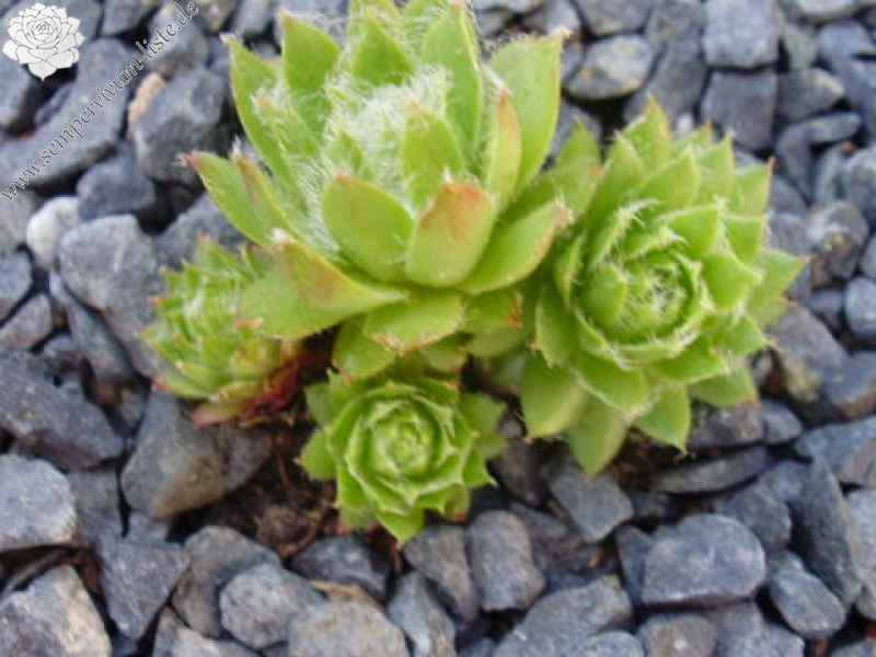 fimbriatum