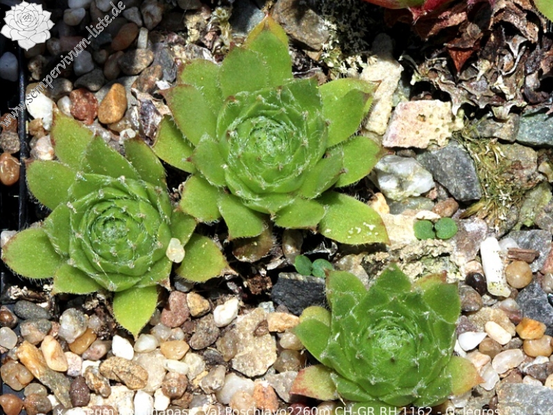 fimbriatum (xroseum) from Berninapass