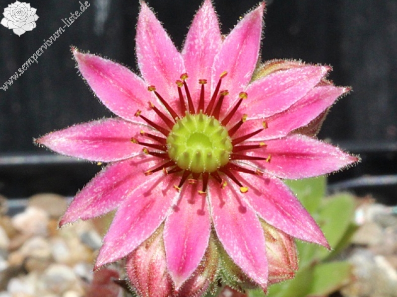 fimbriatum (xroseum) from Berninapass