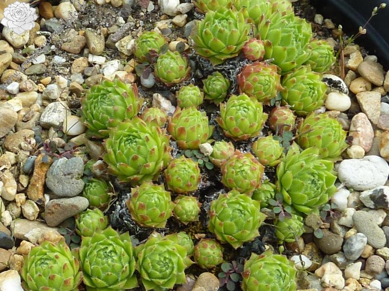 fauconnetii (x fontanae)