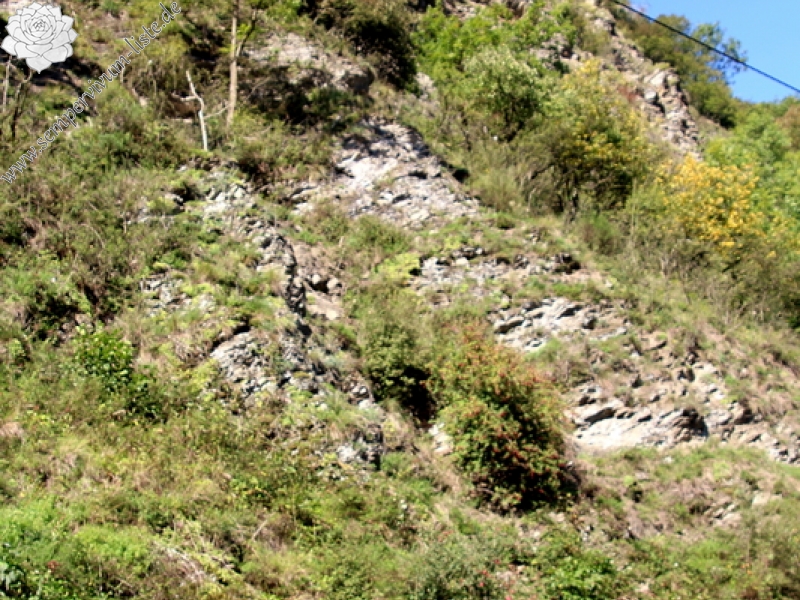 funckii var. aqualiense from La Heid des Gattes