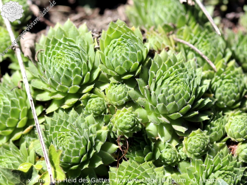 funckii var. aqualiense from La Heid des Gattes