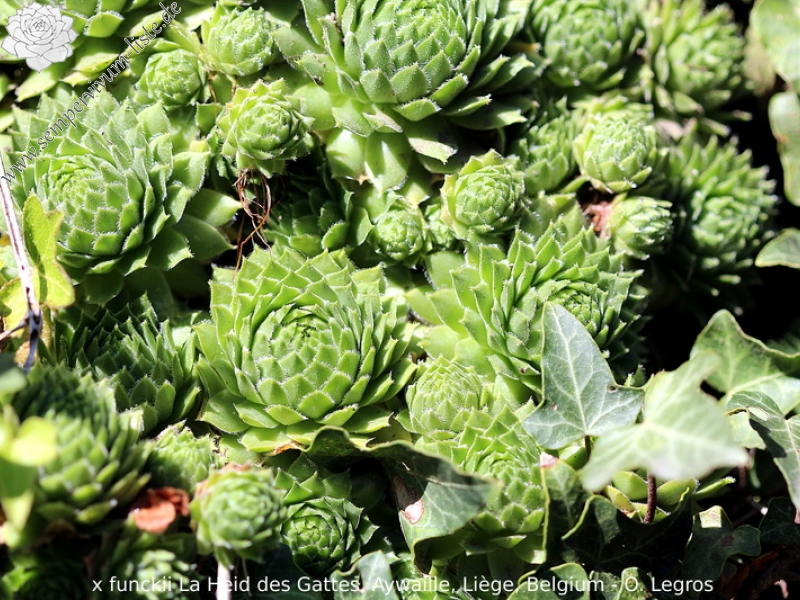 funckii var. aqualiense from La Heid des Gattes