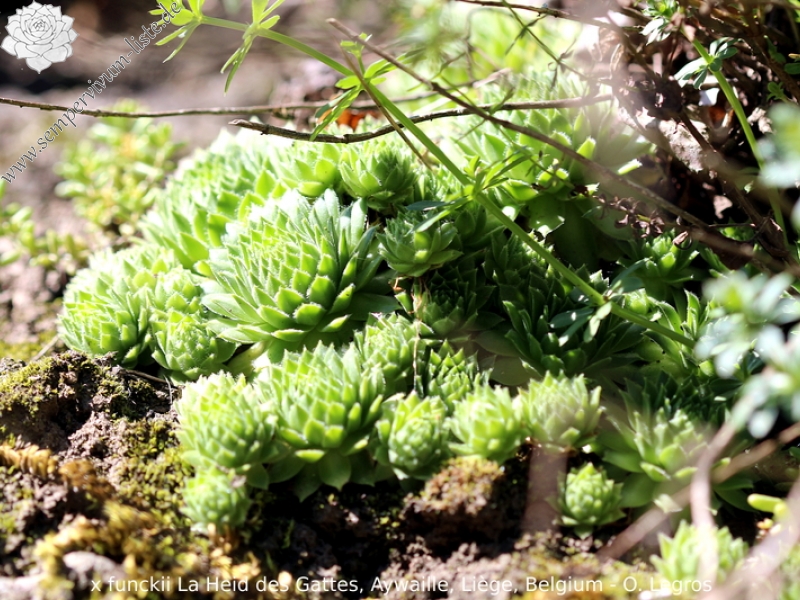 funckii var. aqualiense from La Heid des Gattes