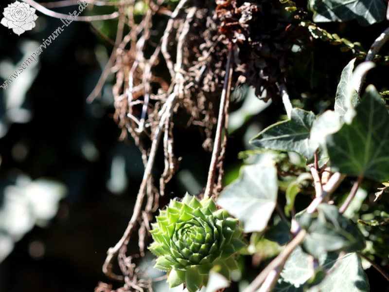 funckii var. aqualiense from La Heid des Gattes