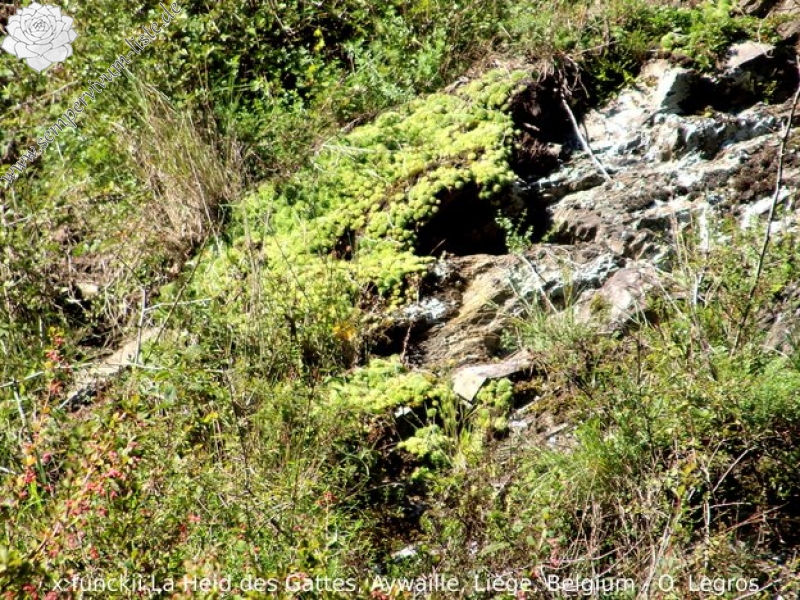 funckii var. aqualiense from La Heid des Gattes