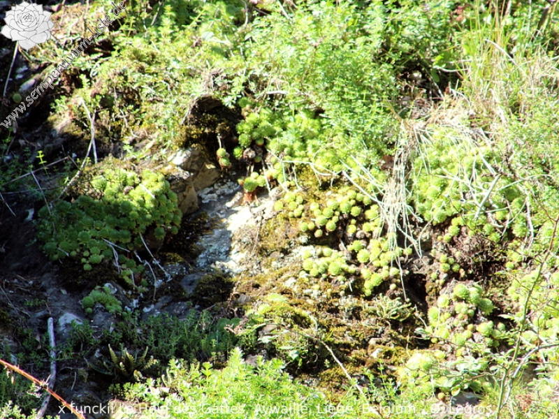 funckii var. aqualiense from La Heid des Gattes