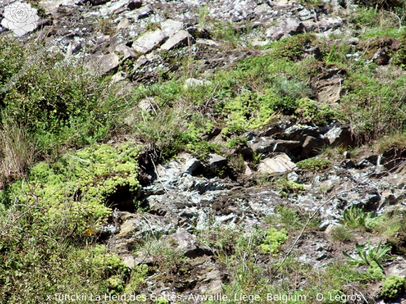 funckii var. aqualiense from La Heid des Gattes