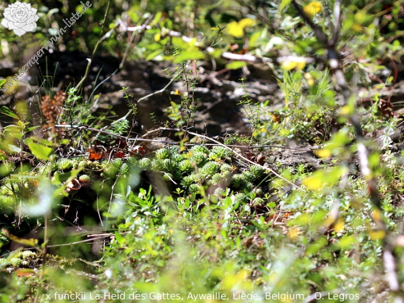 funckii var. aqualiense from La Heid des Gattes