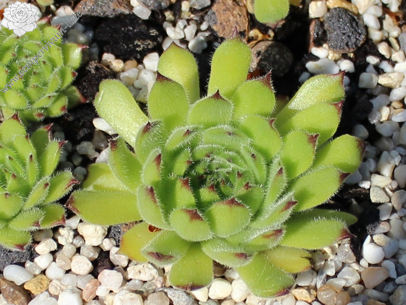 furseorum from Ataköy