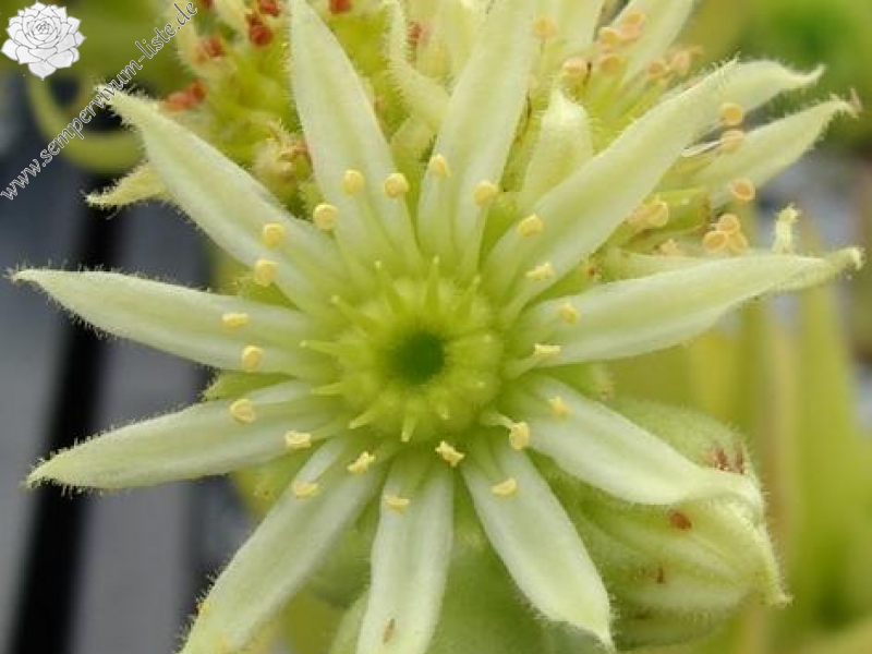 furseorum from Ataköy