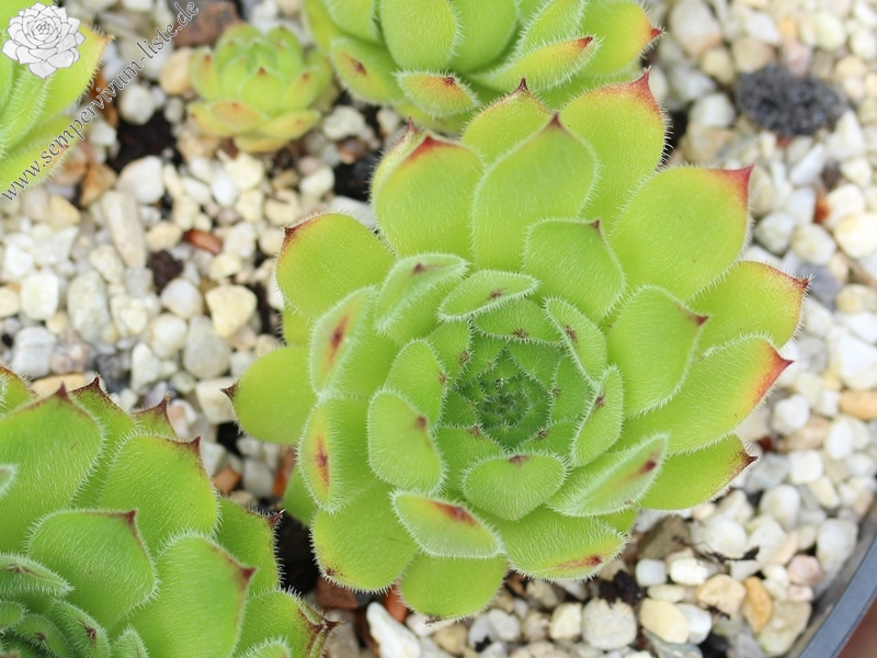 furseorum from Ataköy