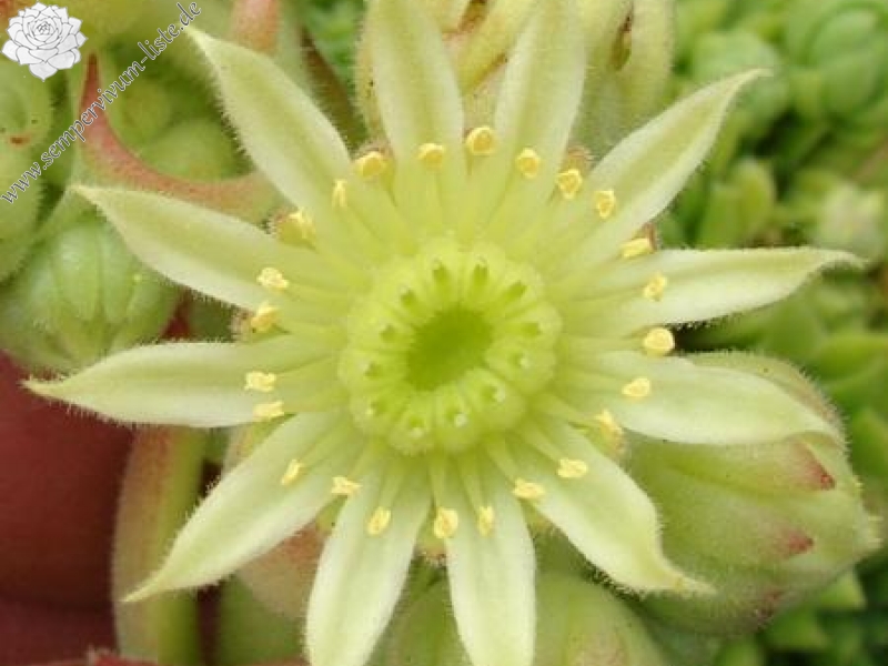 furseorum from Haldizen Dağları (Typ PH1118)