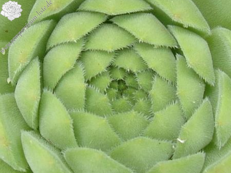 furseorum from Haldizen Dağları (Typ PH1118)