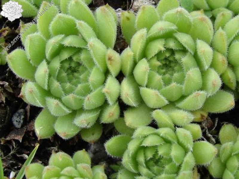 furseorum from Haldizen Dağları (Typ PH1329)