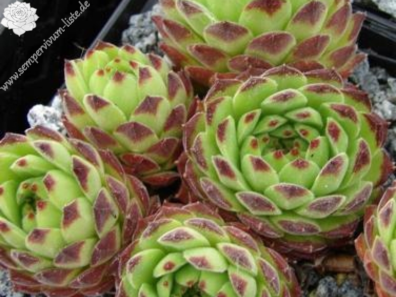 furseorum from Haldizen Dağları (Typ PH8024)