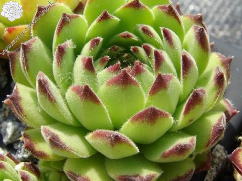 furseorum from Haldizen Dağları (Typ PH8024)