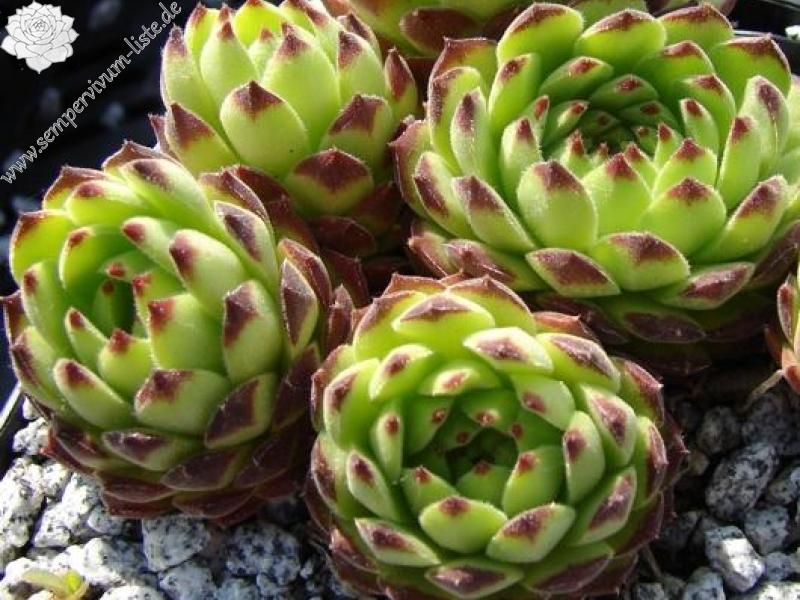 furseorum from Haldizen Dağları (Typ PH8024)