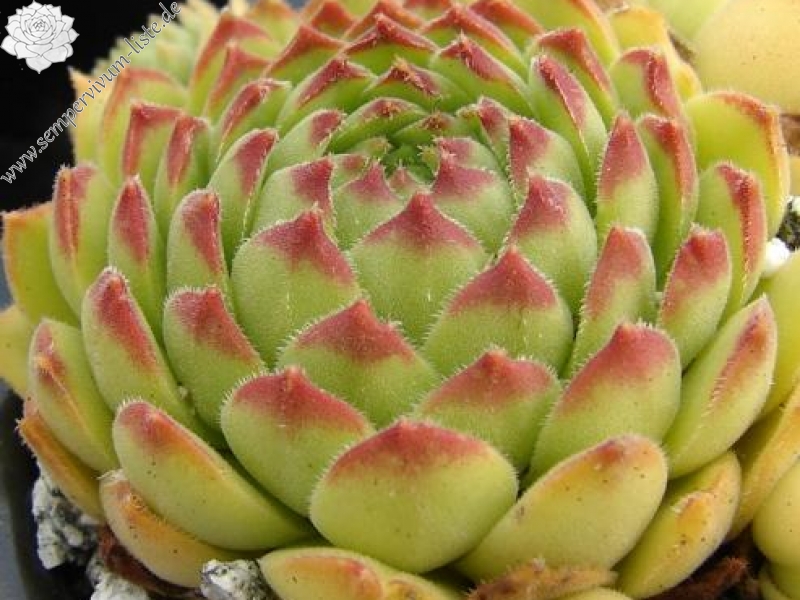 furseorum from Haldizen Dağları (Typ PH8024)