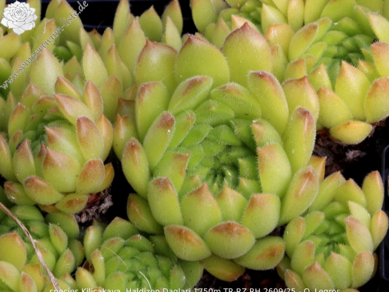 furseorum from Kilicakaya, 1750m