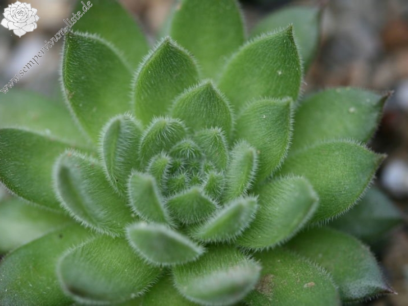 furseorum from Kilicakaya, 1750m