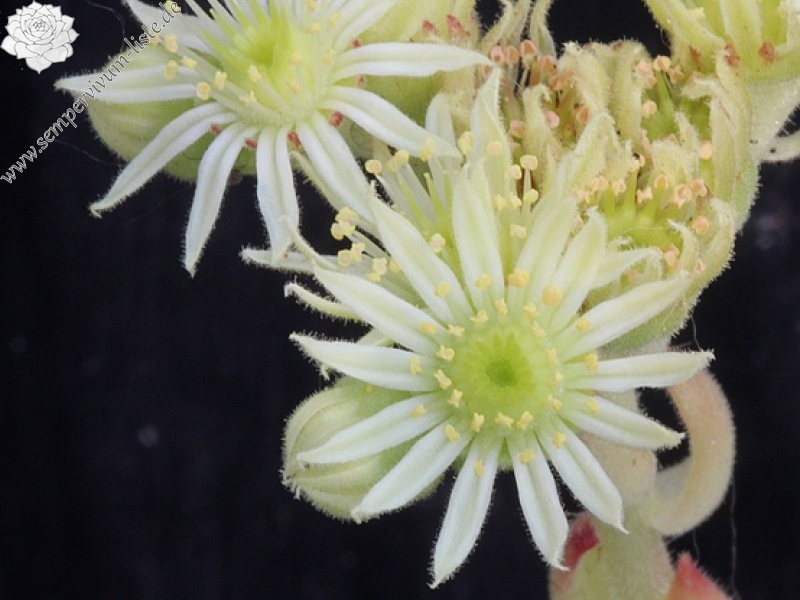 furseorum from Kilicakaya, 1750m