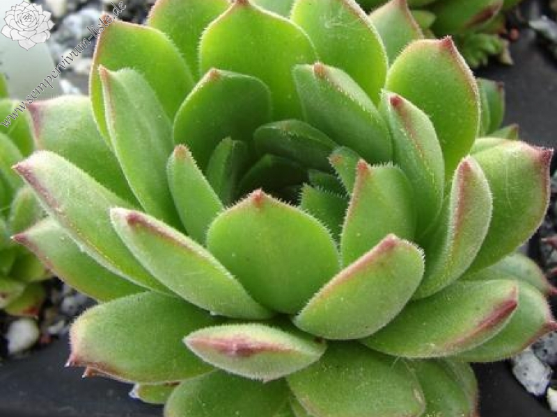 furseorum from road Bayburt near Kilicakaya