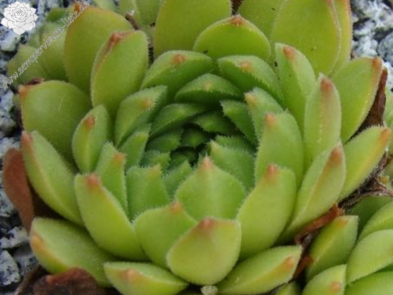 furseorum from road Bayburt near Kilicakaya