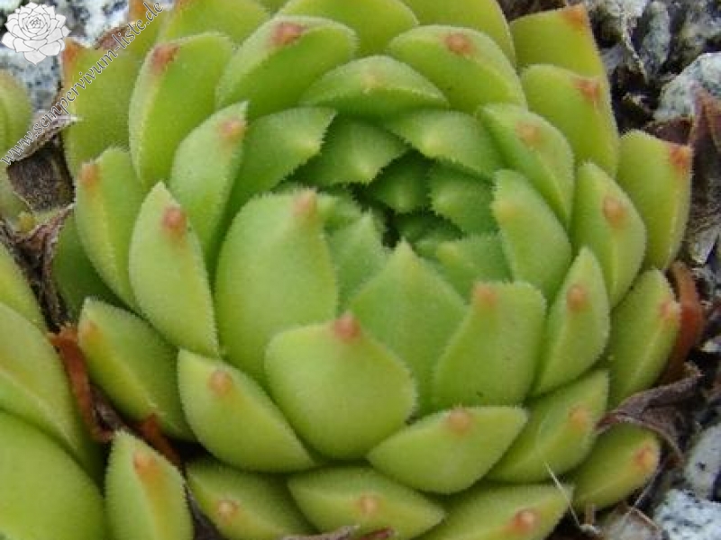 furseorum from road Bayburt near Kilicakaya