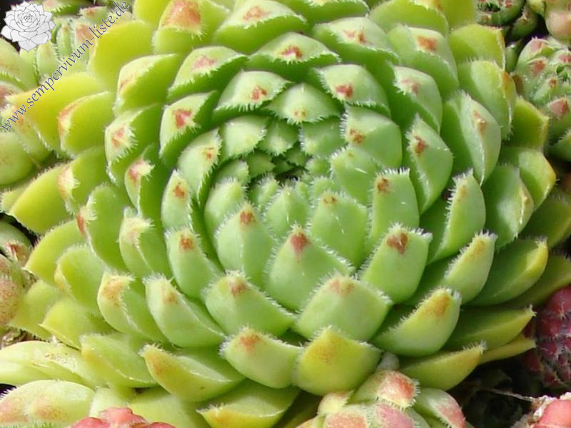 globiferum ssp. hirtum from Görgeliho Tunel