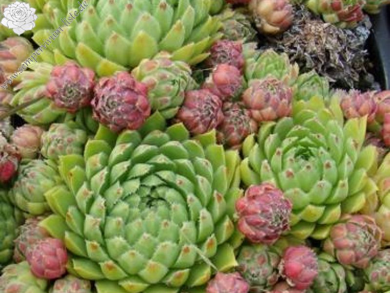 globiferum ssp. hirtum from Görgeliho Tunel