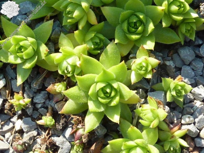 globiferum ssp. hirtum (tatrensis) from Garád