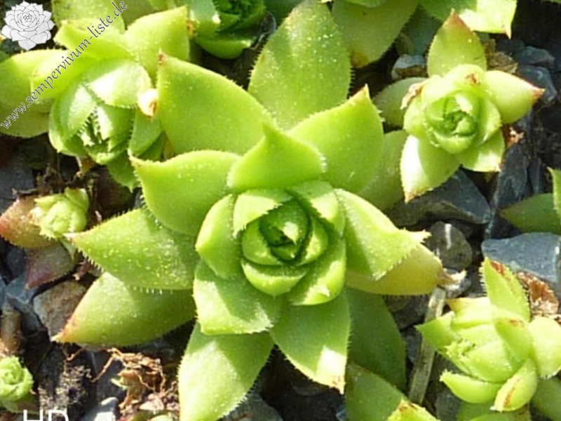 globiferum ssp. hirtum (tatrensis) from Garád