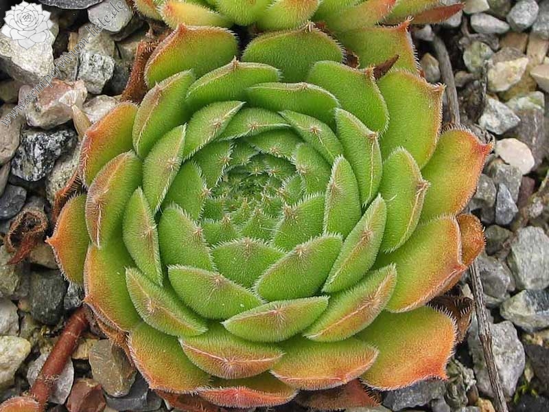 grandiflorum (gaudinii)