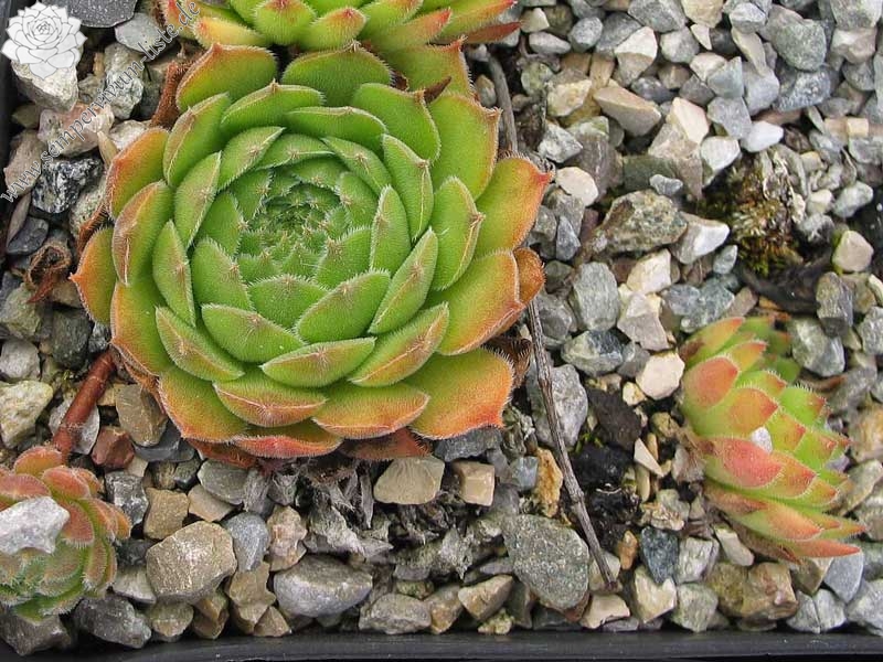 grandiflorum (gaudinii)