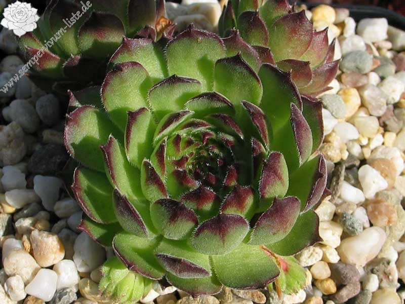 gillianii cf. from Ilgaz Dagi (Typ PH8058)